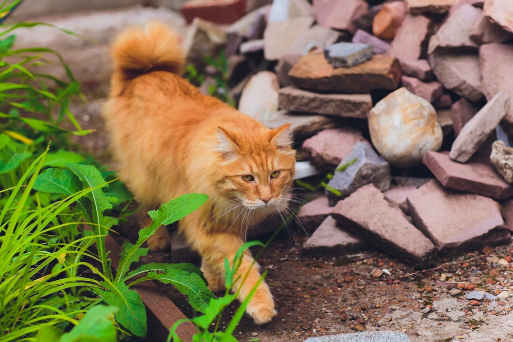 Kurylski bobtail To delikatny i cichy kot o łagodnym usposobieniu, który uwielbia towarzystwo człowieka. Jest bardzo przyjacielski i uczuciowy. Przywiązuje się do ludzi, nie do miejsc, dlatego dobrze znosi przeprowadzki i wspólne wyjazdy. Kurylski bobtail To delikatny i cichy kot o łagodnym usposobieniu, który uwielbia towarzystwo człowieka. Jest bardzo przyjacielski i uczuciowy. Przywiązuje się do ludzi, nie do miejsc, dlatego dobrze znosi przeprowadzki i wspólne wyjazdy.