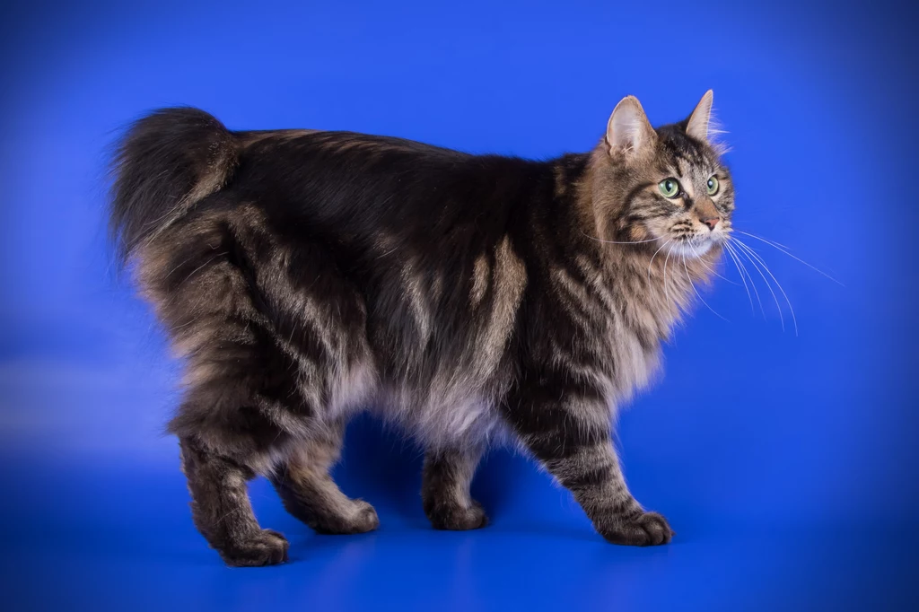 Kurylski bobtail Jego najbardziej charakterystyczną cechą jest ogon, który przypomina pompon. Podobno jest jak odcisk palca - nie ma kotów z identycznymi ogonami. Nazywa się go "małym kurylskim pieskiem", co wiele mówi o jego charakterze. Podobnie jak określenie: "From Russia with love". Kurylski bobtail Jego najbardziej charakterystyczną cechą jest ogon, który przypomina pompon. Podobno jest jak odcisk palca - nie ma kotów z identycznymi ogonami. Nazywa się go "małym kurylskim pieskiem", co wiele mówi o jego charakterze. Podobnie jak określenie: "From Russia with love".