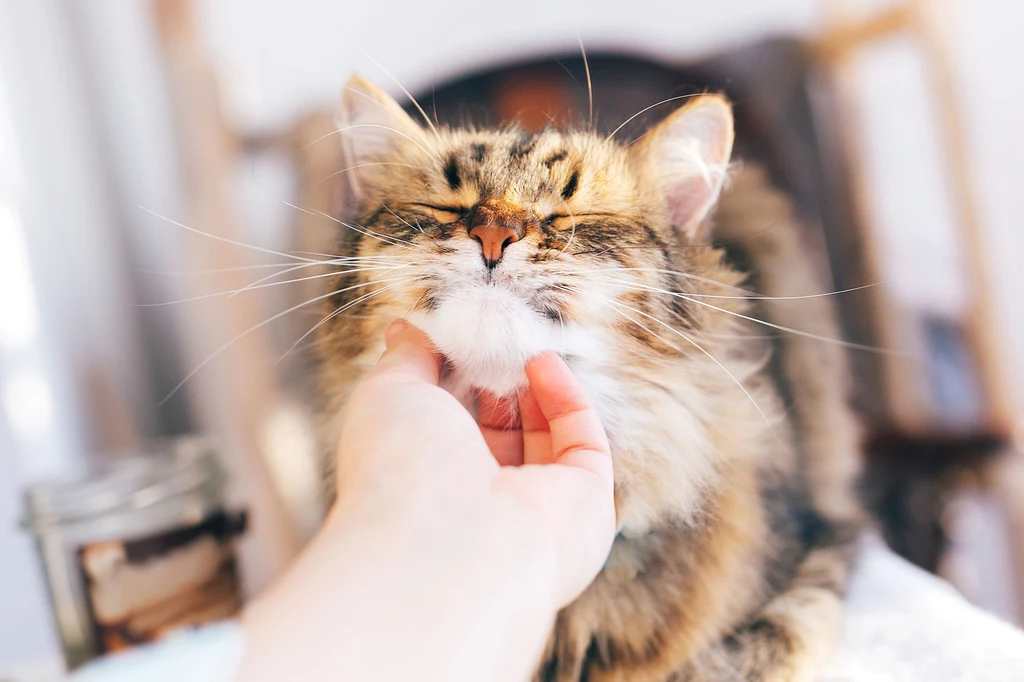 Maine coon