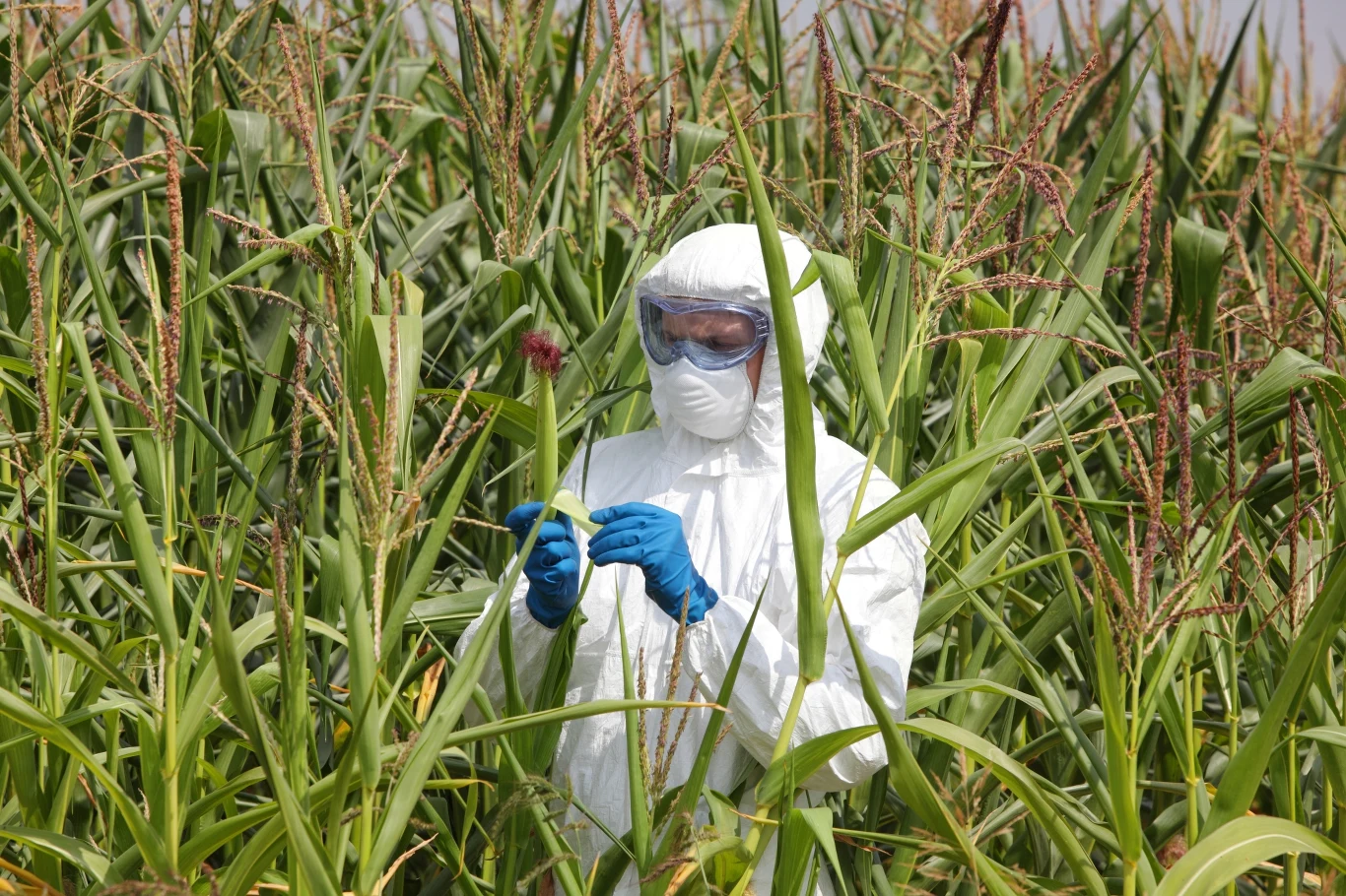 GMO od lat wzbudza strach, zdaniem wielu naukowców często bezpodstawnie