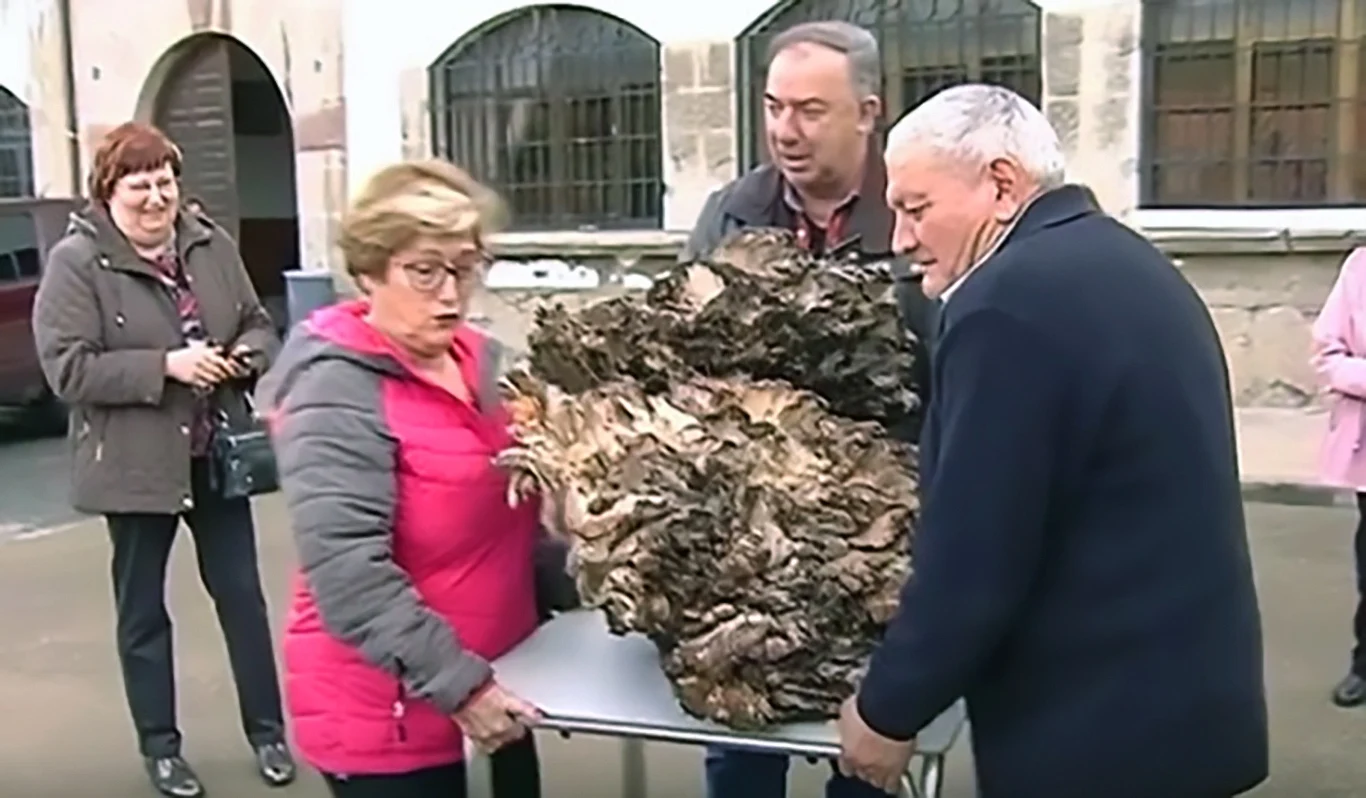 Waga nie kłamie - grzyb znaleziony przez Hiszpana ważył dokładnie 68,8 kg! Waga nie kłamie - grzyb znaleziony przez Hiszpana ważył dokładnie 68,8 kg!