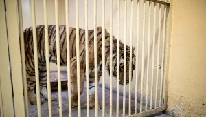 Zwierzęta przebywają w Poznaniu czasowo. Na razie nie wiadomo, kiedy i które tygrysy trafią do azylu w Hiszpanii