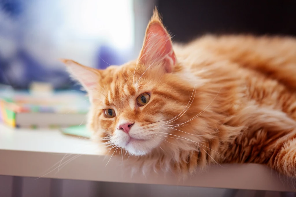 Maine coon Kolejny kot o "psim" charakterze. Przywiązuje się mocno do człowieka, jest przyjacielski, towarzyski i oddany. Łatwo adaptuje się do nowych warunków - najważniejszy jest dla niego opiekun, a nie miejsce. Łasy na pieszczoty i wspólną zabawę. Najchętniej towarzyszyłby człowiekowi przy każdej czynności. Maine coon Kolejny kot o "psim" charakterze. Przywiązuje się mocno do człowieka, jest przyjacielski, towarzyski i oddany. Łatwo adaptuje się do nowych warunków - najważniejszy jest dla niego opiekun, a nie miejsce. Łasy na pieszczoty i wspólną zabawę. Najchętniej towarzyszyłby człowiekowi przy każdej czynności.