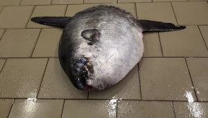 Samogłowy w Bałtyku widywane są bardzo rzadko