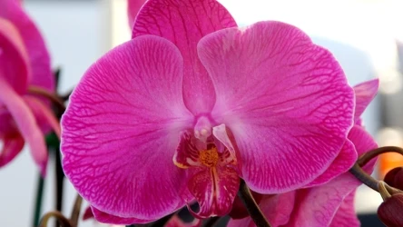 Storczyki teściowej kwitną jak szalone. Być może dlatego, że od lat kładzie obok nich jabłka