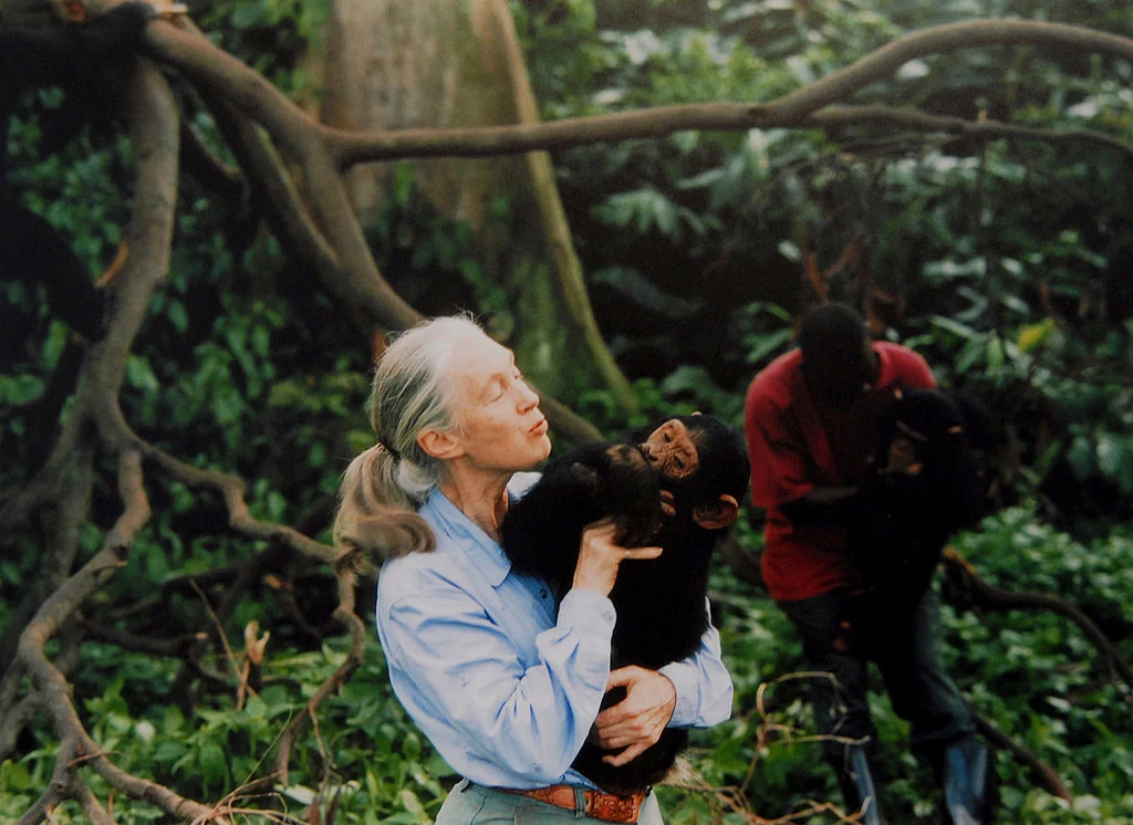 Badania Jane Goodall są znane na całym świecie