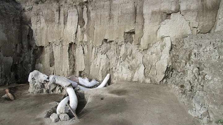 W stanowisku archeologicznym Tultepec II odkryto już 824 kości mamutów W stanowisku archeologicznym Tultepec II odkryto już 824 kości mamutów