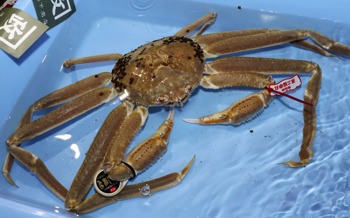 Nie jest to byle jaki krab. To krab śnieżny, którego mięso uznawane jest za jedno z najsmaczniejszych, jeśli chodzi o skorupiaki. 