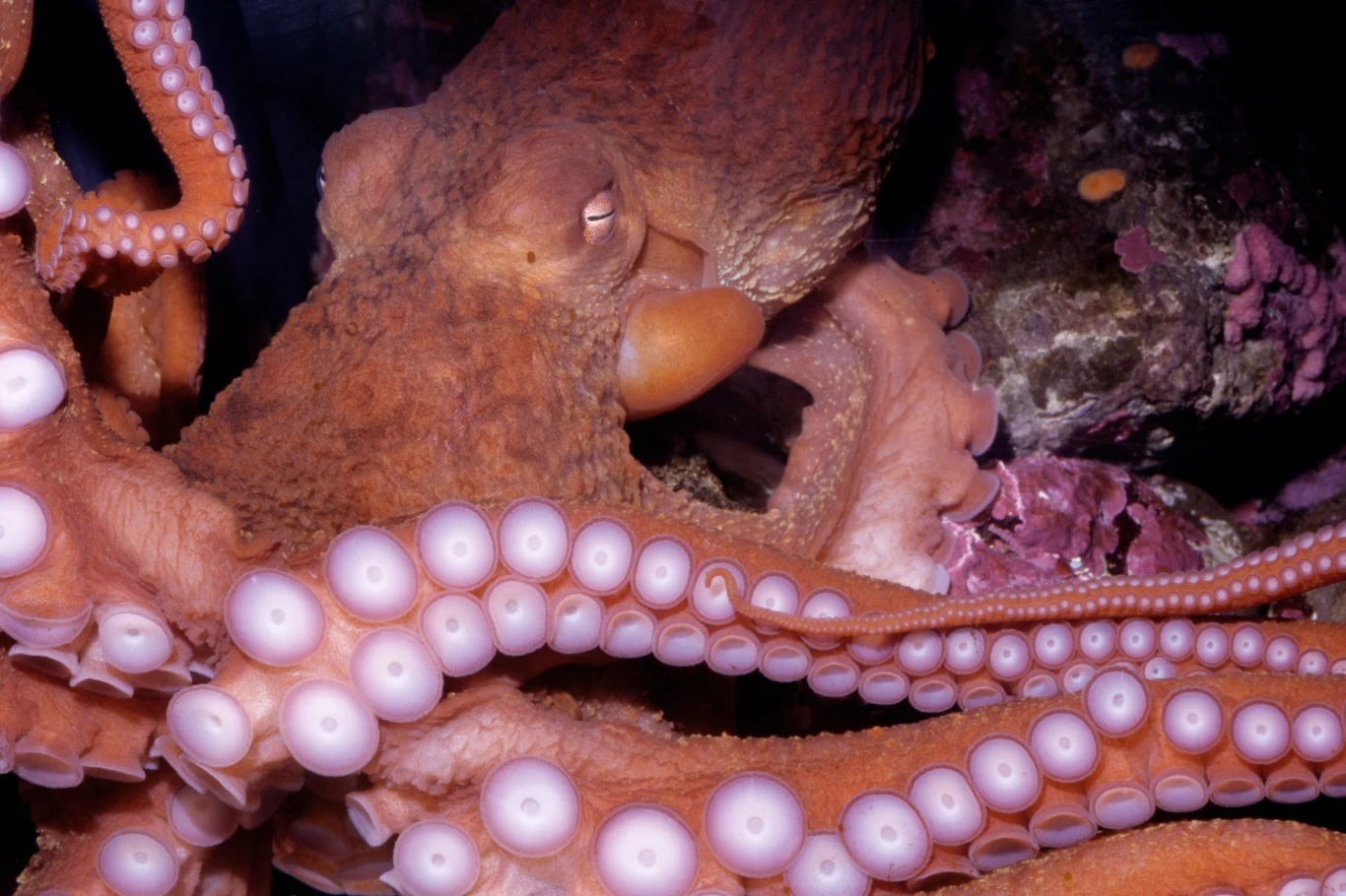 Ośmiornice zgodnie uznawane są za fenomen w świecie przyrody Ośmiornice zgodnie uznawane są za fenomen w świecie przyrody