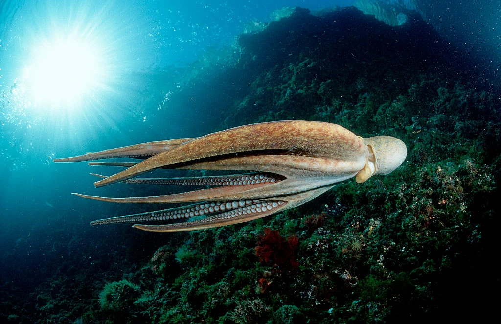 Naukowcy już od dawna badają, co sprawia, że ośmiornice i pokrewne im gatunki są tak wyjątkowe Naukowcy już od dawna badają, co sprawia, że ośmiornice i pokrewne im gatunki są tak wyjątkowe