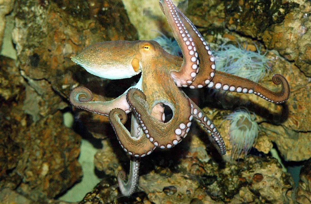 Ośmiornicom opłaca się utrzymywać korzystne dla nich modyfikacje RNA Ośmiornicom opłaca się utrzymywać korzystne dla nich modyfikacje RNA