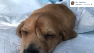 Psiak z ogonem na głowie robi furorę. Wszyscy chcą adoptować szczeniaka 