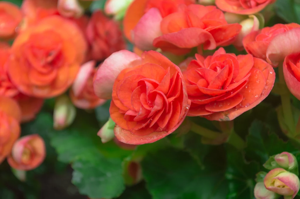 Begonia zimowa rozwija swoje kwiaty przez cały rok. Jeśli przestaje kwitnąć, należy ją obciąć i znów odzyska wigor. Nie lubi nadmiernego podlewania. Postawmy ją na parapecie zapewniając jej dużo światła. Jednak gdy otwieramy okno w mroźne dni, przestawmy roślinę w inne miejsce. Dobrze znosi przesuszone powietrze w mieszkaniu, lecz nie stawiajmy jej blisko kaloryfera. Na lato wynieśmy roślinę na balkon lub do ogrodu. Begonia zimowa rozwija swoje kwiaty przez cały rok. Jeśli przestaje kwitnąć, należy ją obciąć i znów odzyska wigor. Nie lubi nadmiernego podlewania. Postawmy ją na parapecie zapewniając jej dużo światła. Jednak gdy otwieramy okno w mroźne dni, przestawmy roślinę w inne miejsce. Dobrze znosi przesuszone powietrze w mieszkaniu, lecz nie stawiajmy jej blisko kaloryfera. Na lato wynieśmy roślinę na balkon lub do ogrodu.