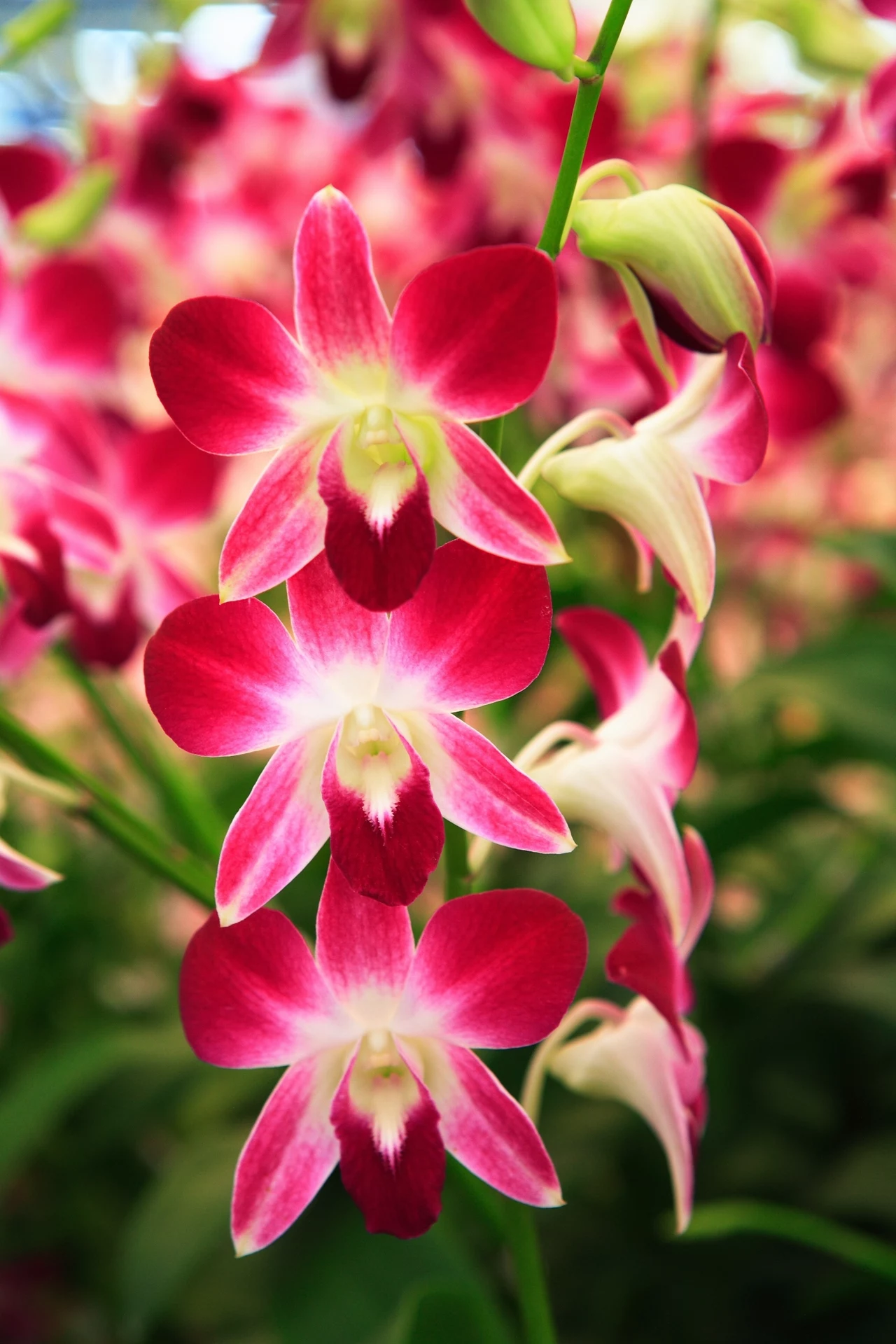 Storczyk cymbidium potrzebuje widnego i dość chłodnego pomieszczenia. Najlepiej stworzyć mu warunki zbliżone do naturalnych panujących w górach Azji. Tam temperatura w ciągu doby jest zmienna, nocą bardzo spada. Panuje też duża wilgotność powietrza. Jeśli mu to zapewnimy będziemy cieszyć się długo pięknymi kwiatami. Źródło: Świat i Ludzie Storczyk cymbidium potrzebuje widnego i dość chłodnego pomieszczenia. Najlepiej stworzyć mu warunki zbliżone do naturalnych panujących w górach Azji. Tam temperatura w ciągu doby jest zmienna, nocą bardzo spada. Panuje też duża wilgotność powietrza. Jeśli mu to zapewnimy będziemy cieszyć się długo pięknymi kwiatami. Źródło: Świat i Ludzie