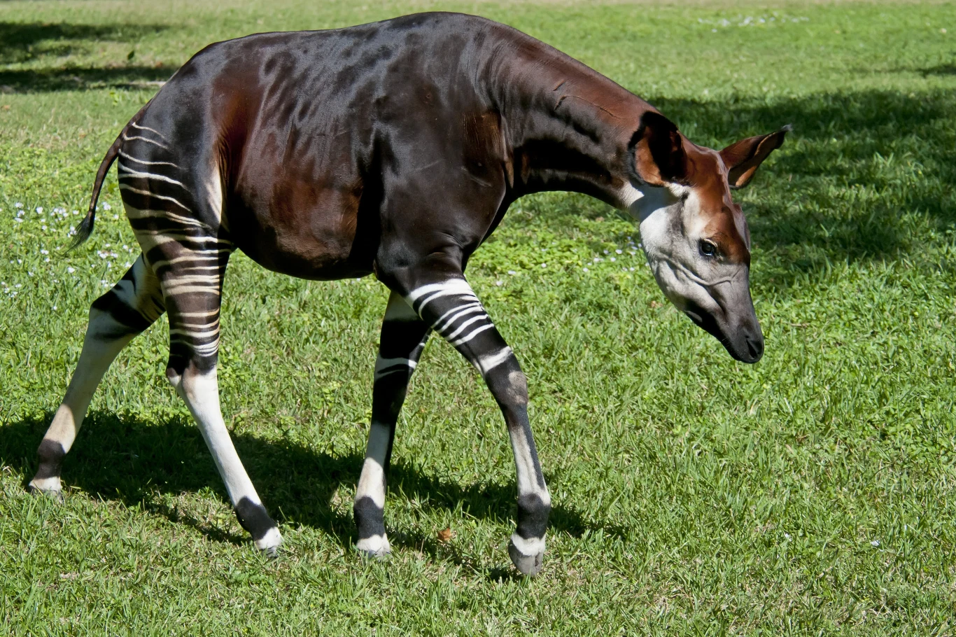 Okapi leśne - zapomniana istota odkryta dopiero w 1901 roku Okapi leśne - zapomniana istota odkryta dopiero w 1901 roku