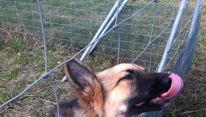 Policjanci uratowali psa