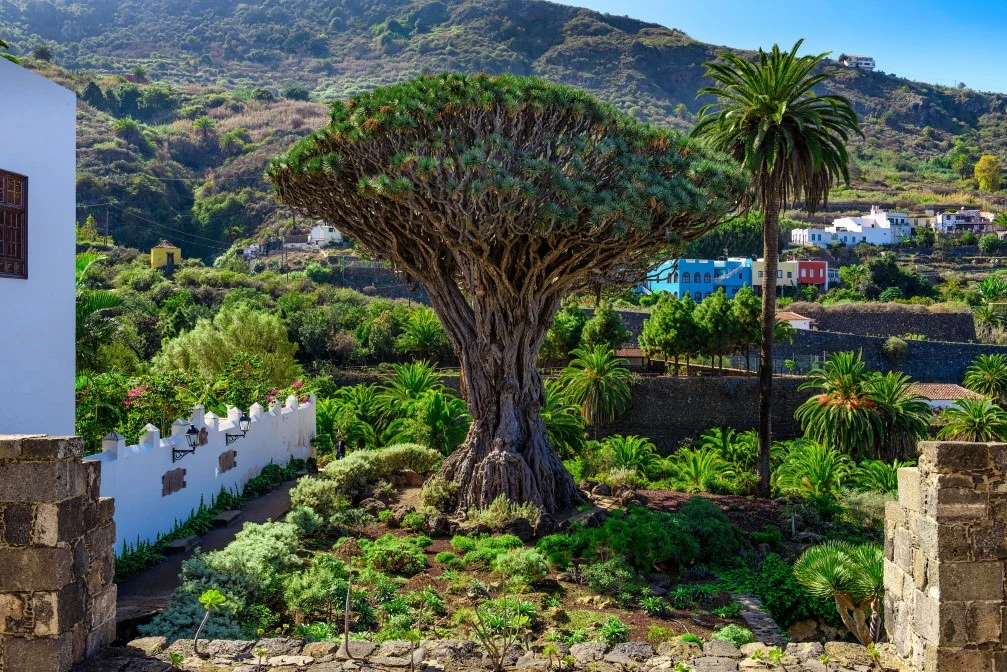 Tysiącletnie Smocze Drzewo jest uważane za najstarszego i największego przedstawiciela tego gatunku na świecie