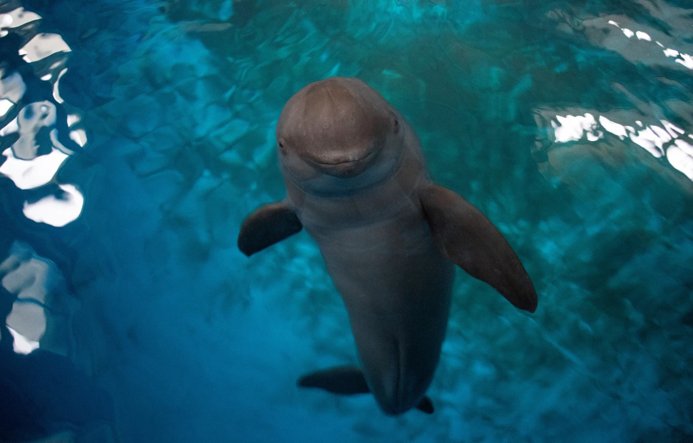 Morświn to bałtycki krewny delfina. Dawniej Bałtyk był pełen tych morskich ssaków. Niestety, teraz zagrożone są wyginięciem. Morświn to bałtycki krewny delfina. Dawniej Bałtyk był pełen tych morskich ssaków. Niestety, teraz zagrożone są wyginięciem.