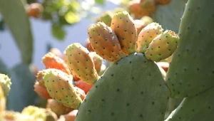 ​Wegańska skóra z kaktusa