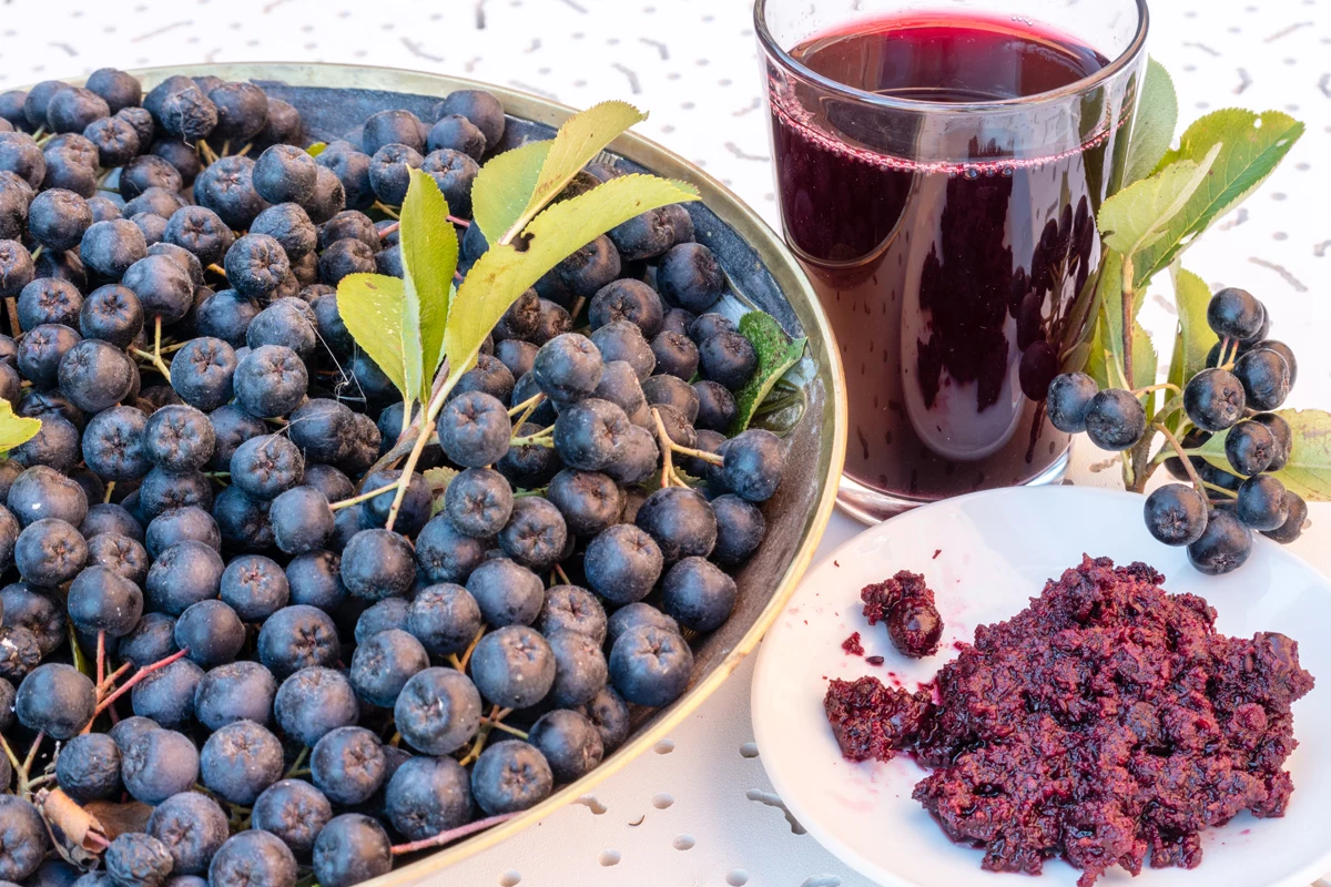 Wiele osób unika aronii w kuchni, bo kojarzy się z cierpkością i gorzkim posmakiem. Okazuje się jednak, że wystarczy prosty trik, by uzyskać pyszny, naturalnie słodki sok bez nieprzyjemnego posmaku.