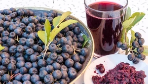 Aronia dla osób z cukrzycą 