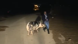 "Mamy tutaj pewien problem. Od rana jesteśmy ścigani przez świnię" 