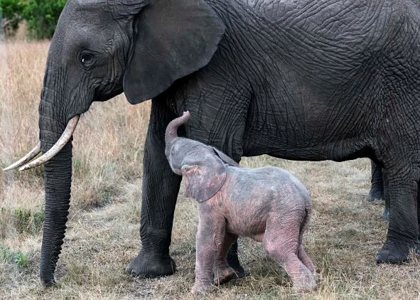 Egipcjanin od lat prowadzi obozy w klimacie safari na Masai Mara, to obszar chroniony w Kenii. Rezerwat Narodowy, co potwierdzają naukowcy, to miejsce znane z wielkiej migracji zwierząt, szczególnie z terenów Tanzanii. fot. PIC BY Mostafa Elbrolosy / CATER Egipcjanin od lat prowadzi obozy w klimacie safari na Masai Mara, to obszar chroniony w Kenii. Rezerwat Narodowy, co potwierdzają naukowcy, to miejsce znane z wielkiej migracji zwierząt, szczególnie z terenów Tanzanii. fot. PIC BY Mostafa Elbrolosy / CATER