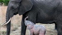 Egipcjanin od lat prowadzi obozy w klimacie safari na Masai Mara, to obszar chroniony w Kenii. Rezerwat Narodowy, co potwierdzają naukowcy, to miejsce  znane z wielkiej migracji zwierząt, szczególnie z terenów Tanzanii. 



fot. PIC BY Mostafa Elbrolosy / CATER