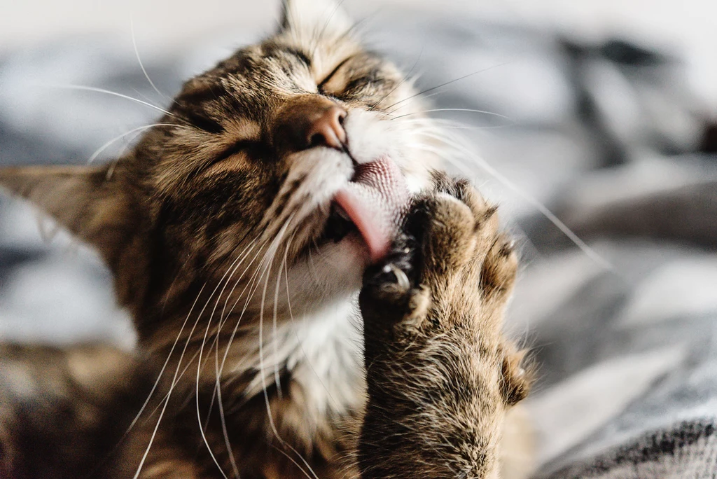 Dlaczego koty wystawiają język? Powodów może być kilka