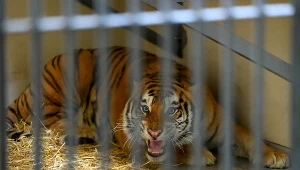 Transport z tygrysami zatrzymano na granicy polsko-bialoruskiej