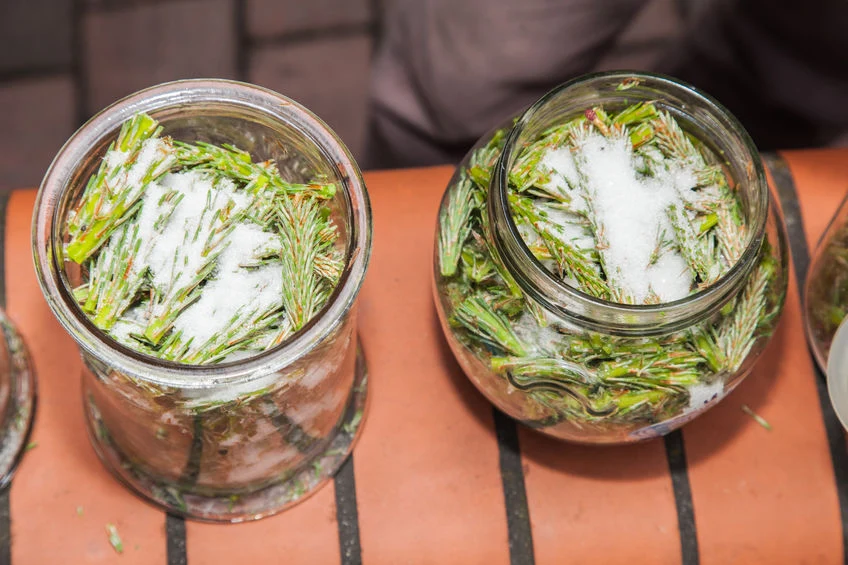 Syrop z sosny jest niezwykle wartościowy dla naszego organizmu