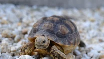 Żółw 

W opinii wielu osób to właśnie żółwie są jednymi z najlepszych towarzyszy dla alergików. 

Nie mają sierści, a dodatkowo - nie ma z nimi zbyt wielu problemów. Kontakt z żółwiem nie jest też na ogół tak częsty, jak z psem lub kotem. Przed ich zakupem, należy się jednak upewnić, bo wiele osób również na nie ma uczulenie. 