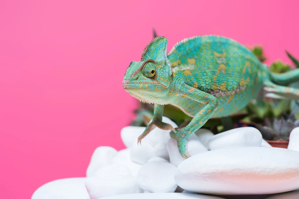 Kameleon W ostatnim czasie dużo osób decyduje się na zakup jaszczurek. Ciekawą opcją dla alergików może okazać się kameleon. Pamiętajmy jednak, że choć osób uczulonych na jaszczurki jest mniej niż na większość domowych pupili, to jednak takie przypadki również się zdarzają. Należy uważać na pokarm kameleona, który również może wywoływać reakcje alergiczne. Kameleon W ostatnim czasie dużo osób decyduje się na zakup jaszczurek. Ciekawą opcją dla alergików może okazać się kameleon. Pamiętajmy jednak, że choć osób uczulonych na jaszczurki jest mniej niż na większość domowych pupili, to jednak takie przypadki również się zdarzają. Należy uważać na pokarm kameleona, który również może wywoływać reakcje alergiczne.