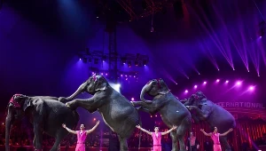 Podczas tresury cyrkowej zwierzęta są karane za niewłaściwe zachowania i straszone