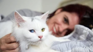 Czy koty kochają swoich właścicieli?