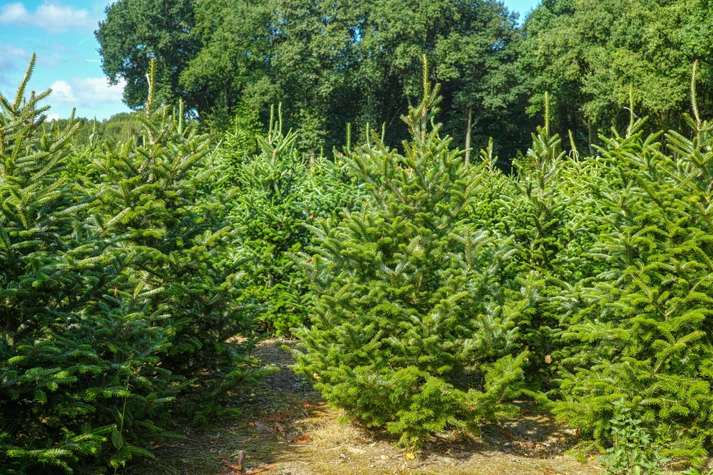 Nasze choinki pochodzą w większości z plantacji, gdzie sadzi się je hurtowo z przeznaczeniem na sprzedaż