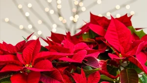 Zacznij podlewać tym gwiazdę betlejemską. Jest szansa, że zakwitnie na święta
