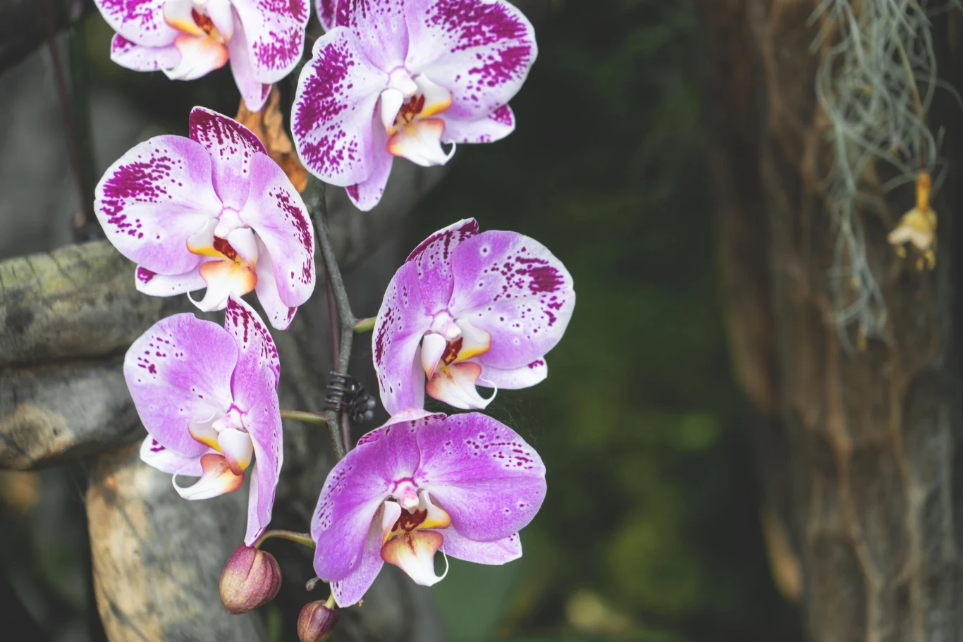 Pamiętajmy o przezroczystej doniczce. Orchidea znowu zakwitnie, gdy korzenie, po odpoczynku, będą miały stały dostęp do światła. Pojemnik nie musi być szklany, ale taki znacznie lepiej się prezentuje. 