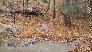 Beztroskie zabawy wilczej rodziny