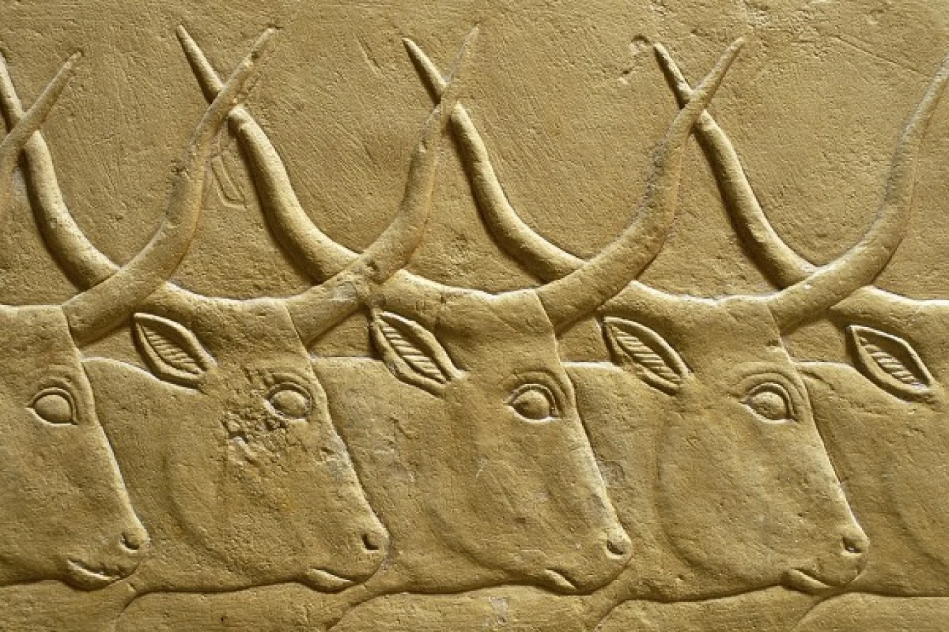 Czy chowane w Sarapeum zwierzęta faktycznie były bykami?