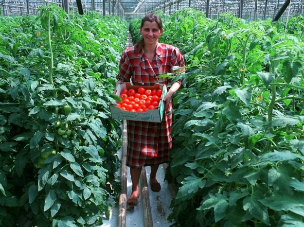 Obowiązek płacenia podatków od nieruchomości jest sporym obciążeniem dla producentów m.in. warzyw