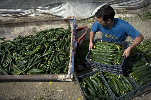 Ogórki szklarniowe kosztują w handlu hurtowym nawet 40-50 groszy za kilogram