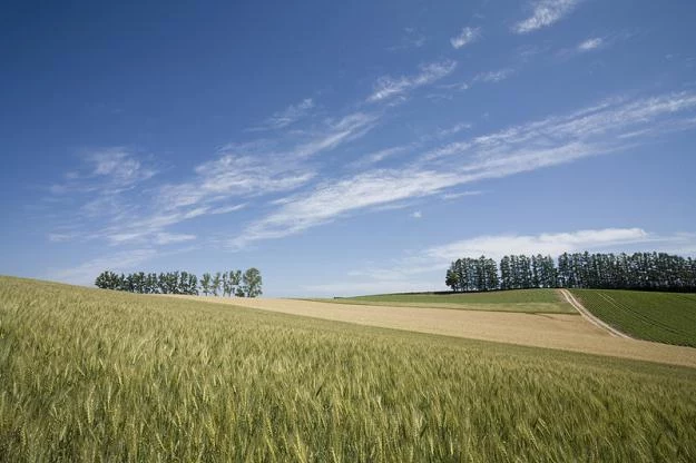 Czy sprzedaż przekształconych działek jest obłożona podatkiem VAT?