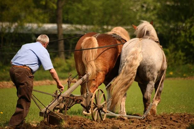 Rolnicy zapłacą za osobę 1 zł od ha w gospodarstwach mających ponad 6 tzw. ha przeliczeniowych