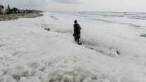 Do powstania piany przyczyniły się ulewne deszcze, przez które do zatoki trafiły kolejne miliony litrów ścieków i odpadów przemysłowych. Naukowcy wykryli w pianie, która powiększa się z dnia na dzień, m.in. fosfor, rtęć, amoniak, ołów i pałeczki E.coli.