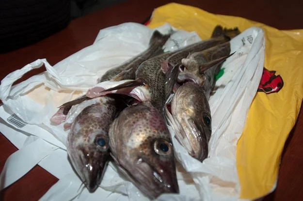 Dorsz bałtycki jest w bardzo złym stanie - alarmują rybacy /fot. Hubert Bierndgarski Dorsz bałtycki jest w bardzo złym stanie - alarmują rybacy /fot. Hubert Bierndgarski