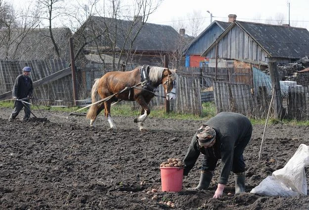 Ziemniaki będą w tym roku drogie?
