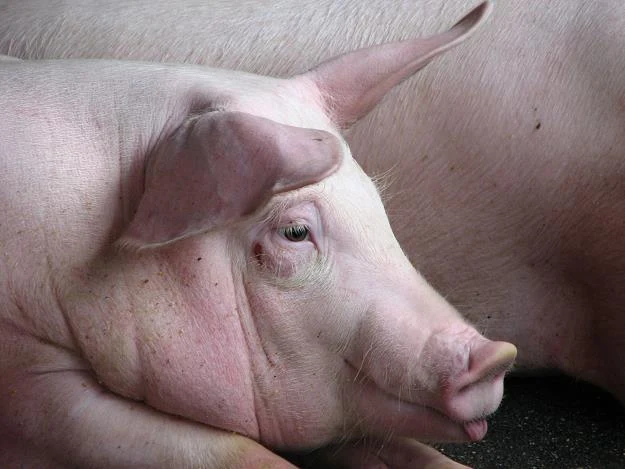 Rosja w nas uderza, a straszna choroba w niej szaleje