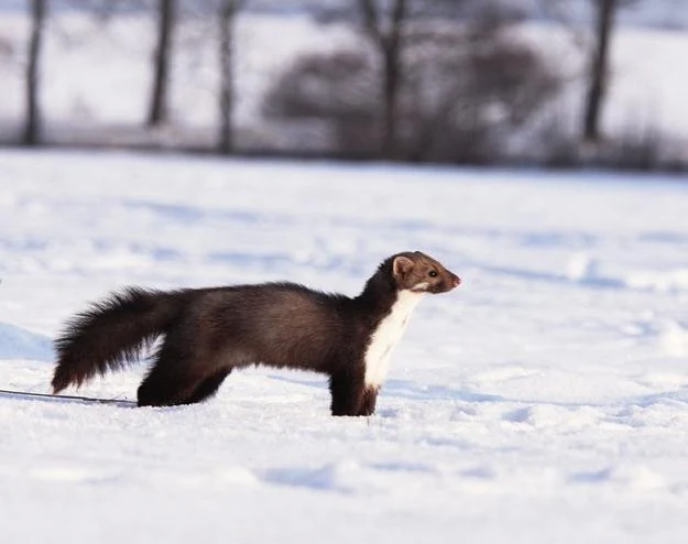 Kuny rozpoczęły inwazję na Polskę Kuny rozpoczęły inwazję na Polskę