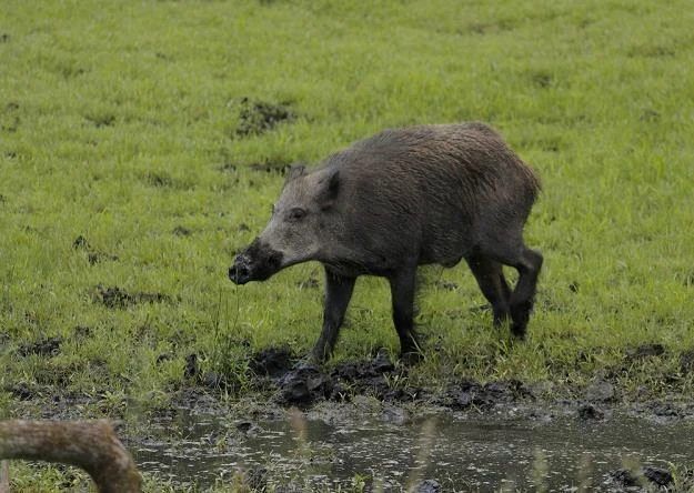 Dziki chore na ASF przechodzą do nas z Białorusi? Fot. Piotr Placzkowski Dziki chore na ASF przechodzą do nas z Białorusi? Fot. Piotr Placzkowski